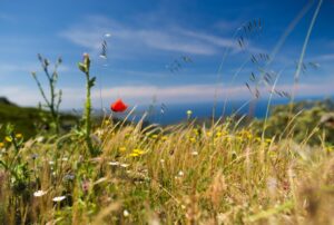 Pesticides : quelles substances dans l’air en 2025 ?